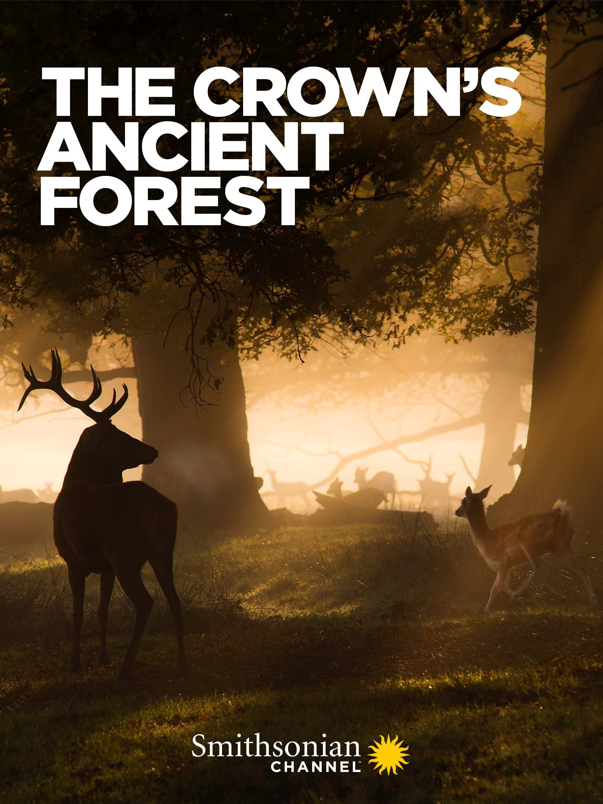 Постер The Crown's Ancient Forest